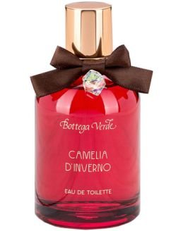 Camelia d'Inverno