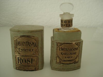 Phantasma - Rosa / Rose