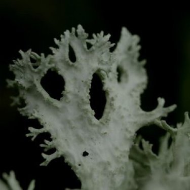 Vert Moss