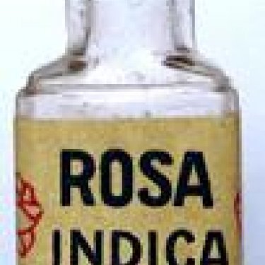 Rosa Indica