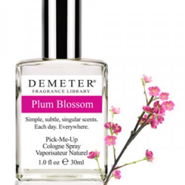 Plum Blossom