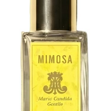 Mimosa