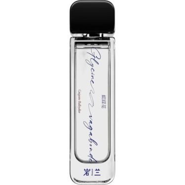 Glycine Vagabonde