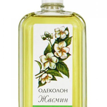 Jasmine / жасмин