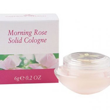 Garden of Ireland - Morning Rose
