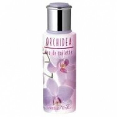 Orchidea