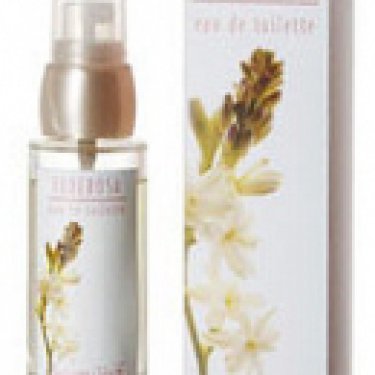 Tuberosa