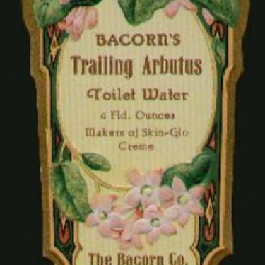 Trailing Arbutus