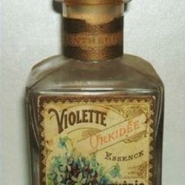 Violette Orkidée