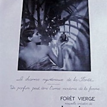 Forêt Vierge