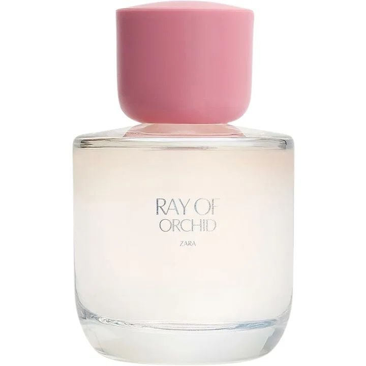 Ray of Orchid